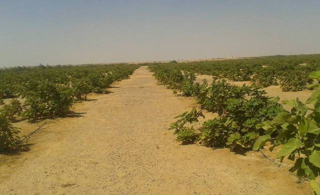 El Arabia for Land Reclamation starts work on Bahariya Oasis project