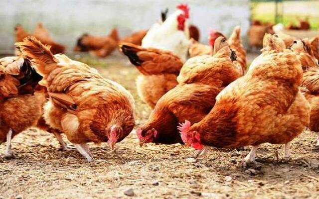 مشروع للدواجن