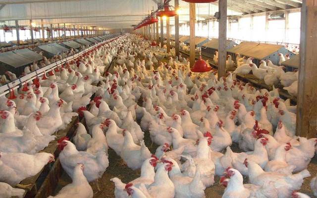Ismailia Misr Poultry on Sunday reported achieving a net profit of EGP 2.9 million in H1-17