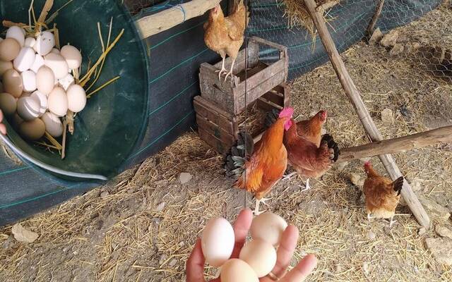 مزرعة دواجن