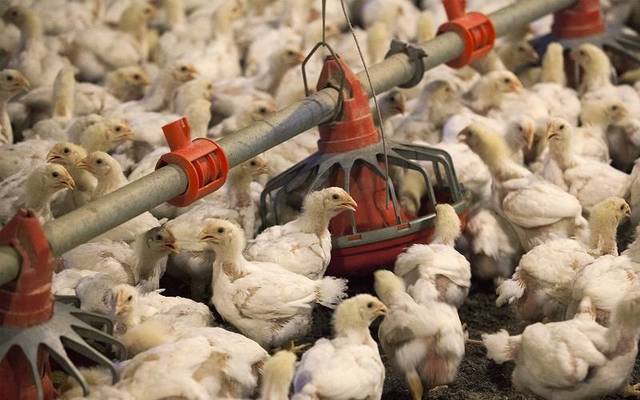 Photo credit: Arabianeye - Reuters