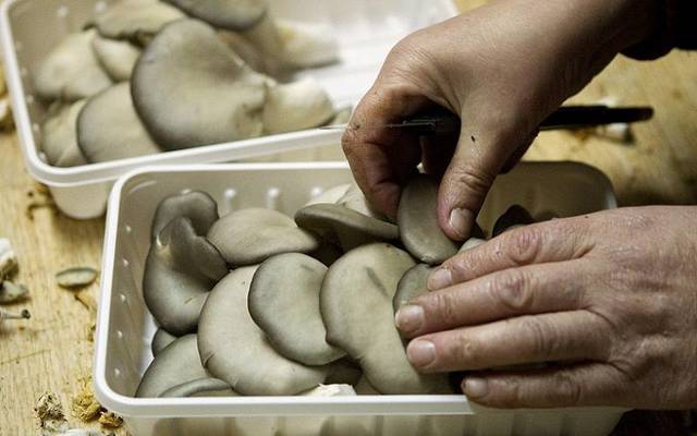 Photo Credit: Arabianeye-Reuters