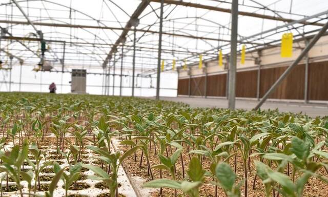 TADCO pens MoU to build greenhouses in Tabuk