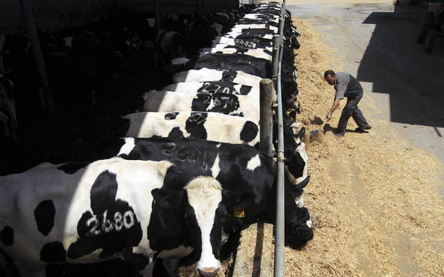 Dhofar Cattle Feed trims Q4 losses