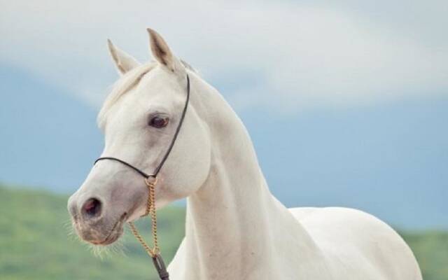 الخيل العربية الأصيلة