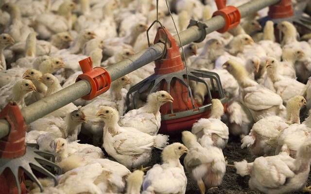 Jordan Poultry reports a rise of 165% in 9M profit