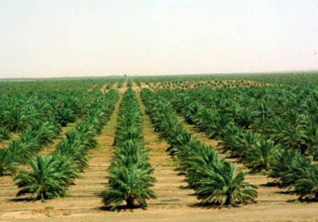 Photo Credit: Arabianeye-Reuters