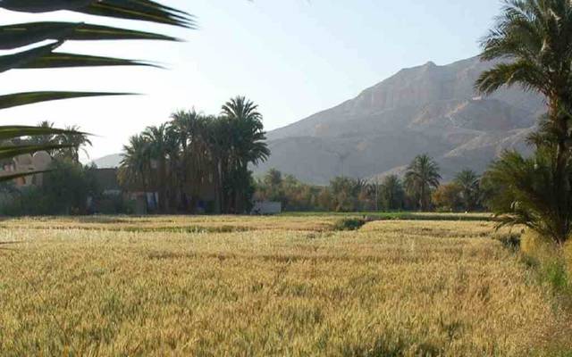 El Dawlia Fertilizers posts 89% fall in 2015 earnings