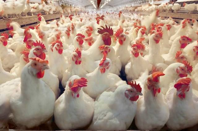 Egypt for Poultry will cut its capital to EGP 85.14 million