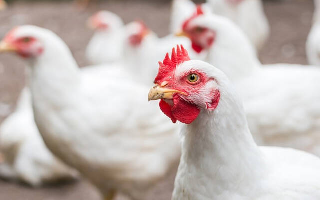 مزرعة للدواجن